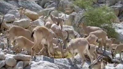 کاهش منابع آبی و گرمای شدید تنوع زیستی بوشهر را تهدید می‌کند