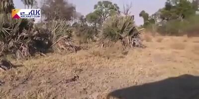 فیلم / کمک بابون ها به گوزن برای فرار از دست پلنگ