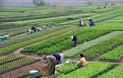 الگوی کشت بومی پاسخی جهانی به بحران منابع و تغیرات اقلیمی