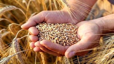 خرید تضمینی گندم از مرز ۲ میلیون تن گذشت