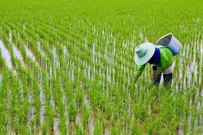 نشاء برنج برای مدیریت منابع آبی استان سرعت گیرد