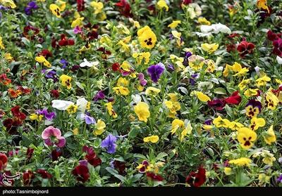 گزارش تسنیم جواب داد/مشکل برق گلخانه‌های عباس‌آباد برطرف شد - تسنیم