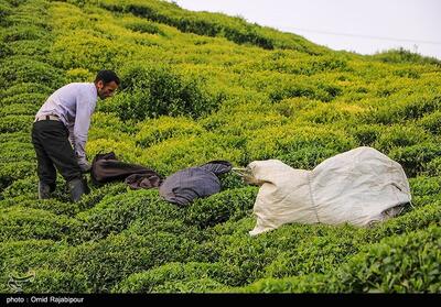 برداشت تلخ و شیرین چای در شمال؛ کشاورزان‌ برای بقا می‌جنگند! - تسنیم