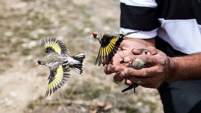 کشف ۱۲ قطعه سهره وحشی از متخلفان در منطقه حفاظت شده جهان نما گرگان