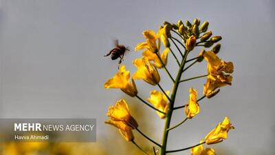 ۲۵۰۰ هزار تن کلزا از کشاورزان شهرستان دره شهر خریداری شد