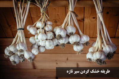 طریقه خشک کردن سیر تازه با پوست و ساقه | چگونه سیر را خشک کنیم که پوک نشود؟
