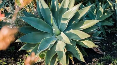راهنمای جامع نگهداری و کاشت گیاه آگاو