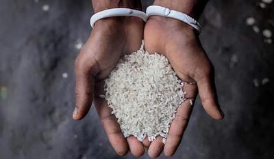 فروش برنج پاکستانی را به جای برنج ایرانی/ چگونه برنج پاکستانی را تشخیص بدهیم +فیلم