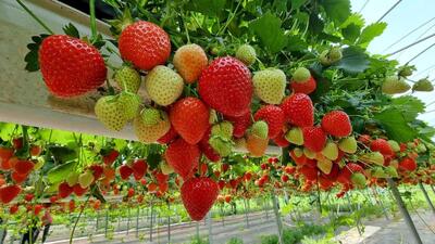 هر روز توت فرنگی بخورید تا قلب سالمی داشته باشید