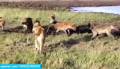 فیلم جنگ نفس‌گیر کفتارها و شیر زخمی