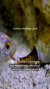حلزون سمی و مرگبار را بشناسید + فیلم
