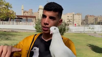 عجیب اما واقعی؛ جوان مصری و کبوتر، دوستانی غیرمنتظره + فیلم