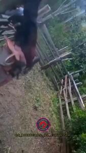 فیلم لحظه پرت شدن مرد از روی اسب وحشی