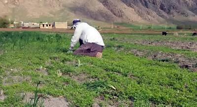 گفتگو باکشاورزی که کاشت گیاهان دارویی را بر چغندر ترجیح داد