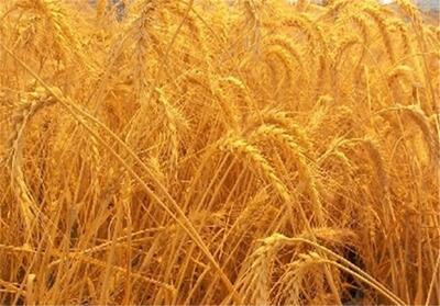 راهبردی نوین برای توسعه کشاورزی+فیلم - تسنیم