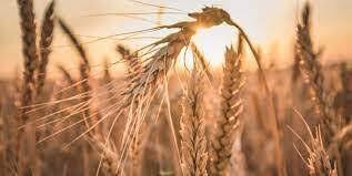 خسارت ۹۴۰ میلیارد تومانی تگرگ به مزارع گندم دیم هشترود