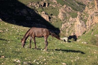 طبیعت بهاری دره جِرمی ارومیه
