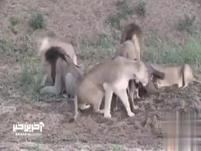 نجات گاومیش خوش شانس از چنگال شیرهای گرسنه