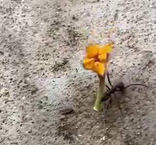 علاقه یک مورچه به گل!