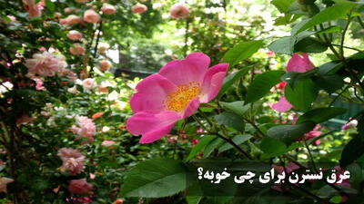 عرق نسترن برای چی خوبه؟ خواص عرق نسترن و طریقه مصرف آن + طبع عرق نسترن