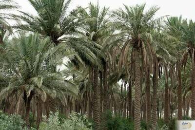 درباره مدیریت و درآمد چشمگیر حضرت زهرا (س) بیشتر بدانید