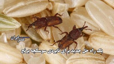 یک راه حل جدید برای نابودی سوسکچه برنج / مهمان ناخوانده روزهای گرم تابستان (فیلم)