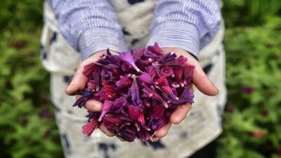 جشنواره‌ای برای گل‌گاوزبان(فیلم)