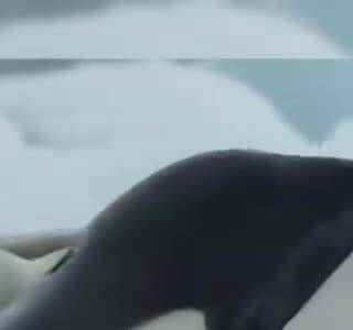 استراتژی نهنگ‌های قاتل، برای شکاری بی‌نقص و شگفت انگیز!
