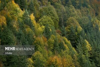 پایان جنگل خواران در تکیش؛ سوداگران مات شدند