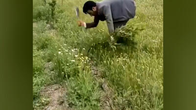 قطع ۱۶۱ اصله نهال گردو در اردبیل توسط اداره جنگلبانی / پاسخ منابع طبیعی استان چیست؟