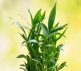 معرفی و روش نگهداری گیاه بامبو خوش شانس