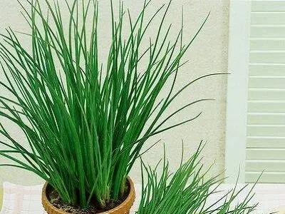 آموزش کاشت تره در گلدان