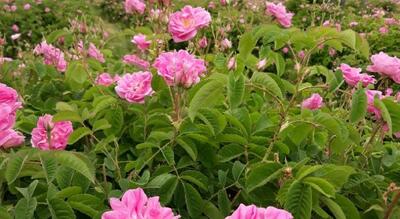 سرمایه‌گذاری میلیاردی در گیاهان دارویی؛ فرصت طلایی برای توسعه پایدار