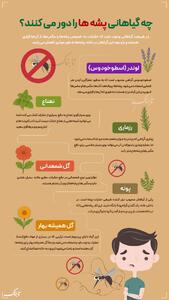 اینفوتابناک | چه گیاهانی پشه‌ها را دور می‌کنند؟