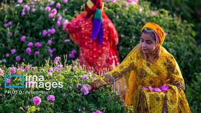 جشنواره‌ای برای نذر گلاب؛ از کلاته رودبار دامغان تا سامرای عراق