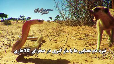 نبرد دم عصایی ها با مار کبری در صحرای کالاهاری