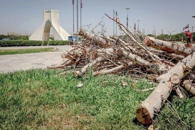 واکنش شهرداری تهران به قطع درختان میدان آزادی