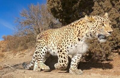 صدای غرش پلنگ کمیاب در کبیرکوه ایلام (فیلم)