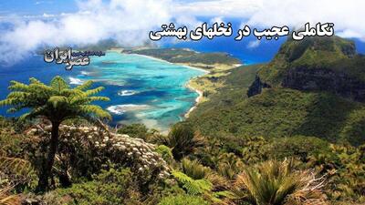 کشفی مهم در جزیره لرد هاوو؛ تنوع زیستی در جزیره‌ای کوچک، چالشی برای نظریه داروین (فیلم)