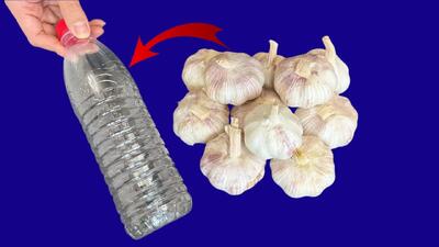 روش طبیعی برای پوست گرفتن سیر / دیگه دستات بو نمیگیره