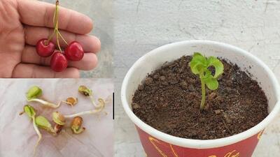 آسان ترین روش برای کاشت گیلاس در خانه