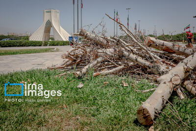 قطع درختان اطراف میدان آزادی/ شهرداری تهران: درختان خشک بودند/ عضو شورای شهر: چرا رسیدگی نکردید که خشک شوند؟