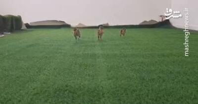 تولد سه جوجه میش مرغ در بوکان؛ هدیه روز جهانی تنوع زیستی امسال + فیلم