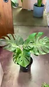 چطور گل تازه‌ ات رو از مرگ نجات بدی؟ نسخه فوری برای عاشقان گل + فیلم