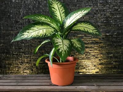 کاشت و برداشت خانگی؛ تکثیر دیفن باخیا از طریق قلمه زدن ظرف 70 روز / نکات طلاییش
