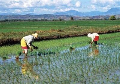 توسل دولت ژاپن به ذخایر استراتژیک برای کنترل گرانی برنج - تسنیم