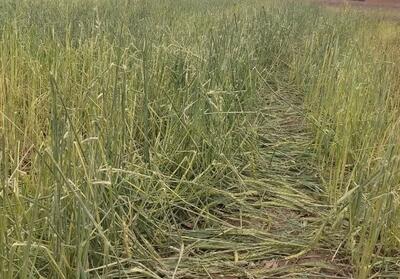 خبر خوش برای کشاورزان سمنانی؛ پرداخت خسارت‌ها تسهیل می‌شود - تسنیم