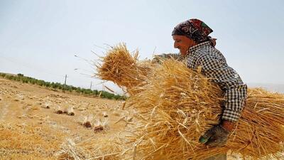 آغاز برداشت گندم در شهرستان ری؛ پیش‌بینی تولید ۷ هزار تن محصول