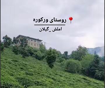 روستای سرسبز و پر از باغ چای در منطقه رانکوه شهرستان املش