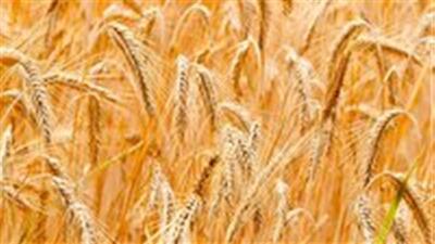 خرید تضمینی هزار و ۵۰۰ تن گندم از کشاورزان خراسان جنوبی